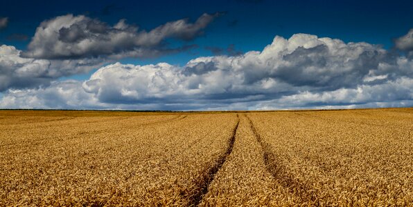 Cornfield wheat field harvest photo