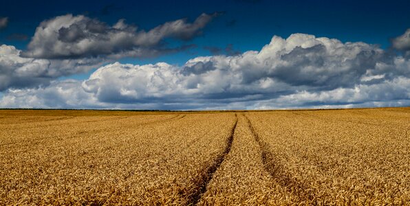 Cornfield wheat field harvest