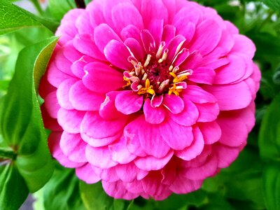 Flora zinnia pink summer photo