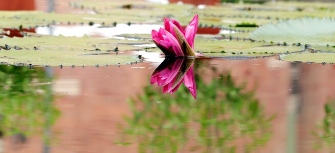 Flower reflections