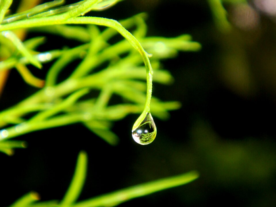 Dewdrop droplets dew