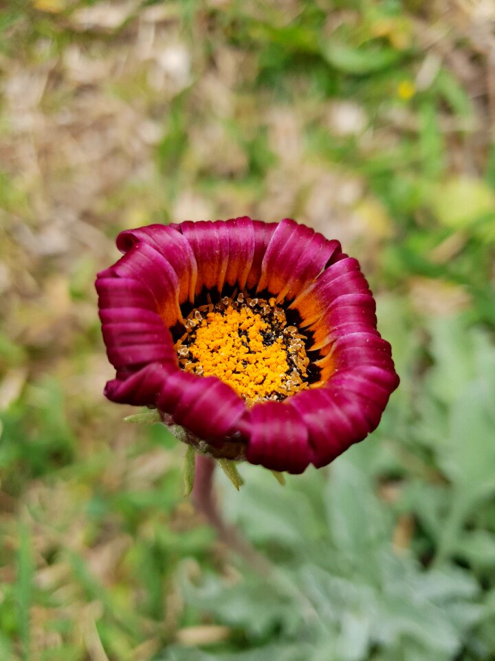 Fushia macro pollen