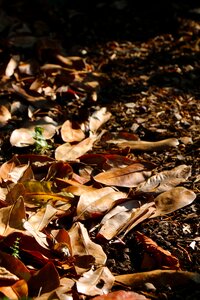 Brown nature autumn colours