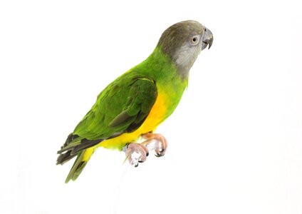 Pet plumage cute