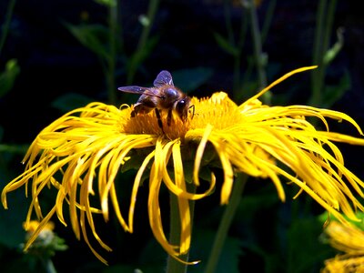 Nectar close up nature