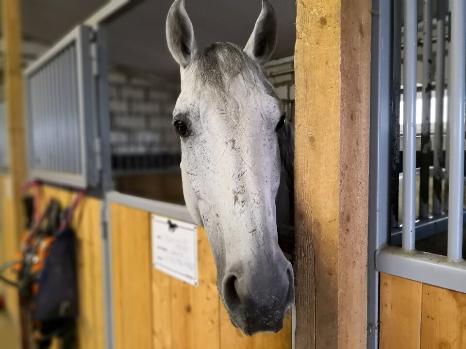Horse stall animals