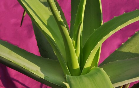 Aloe vera plant aloe