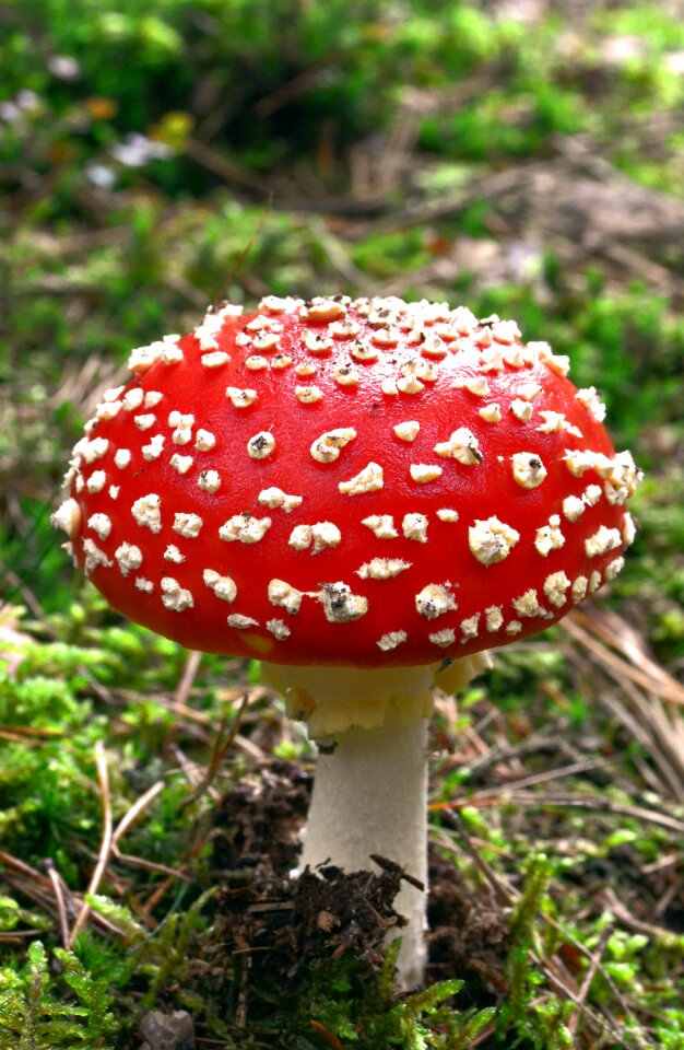 Toadstool toxic