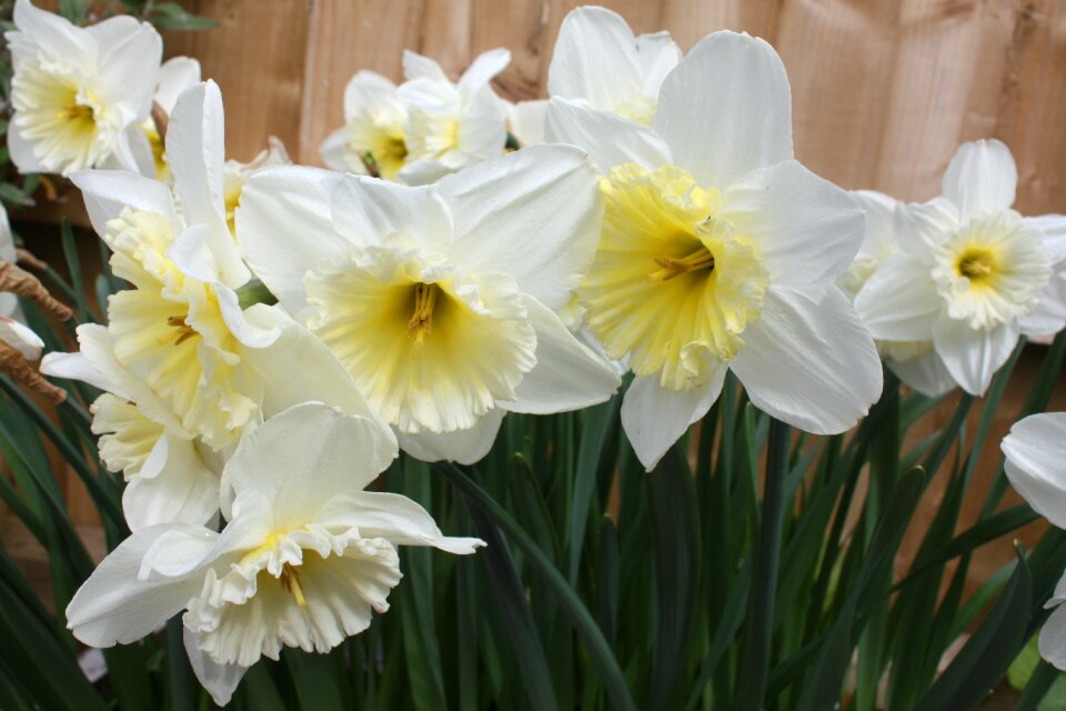 Daffadowndilly springtime flowers