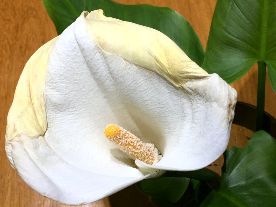 Nature plant white