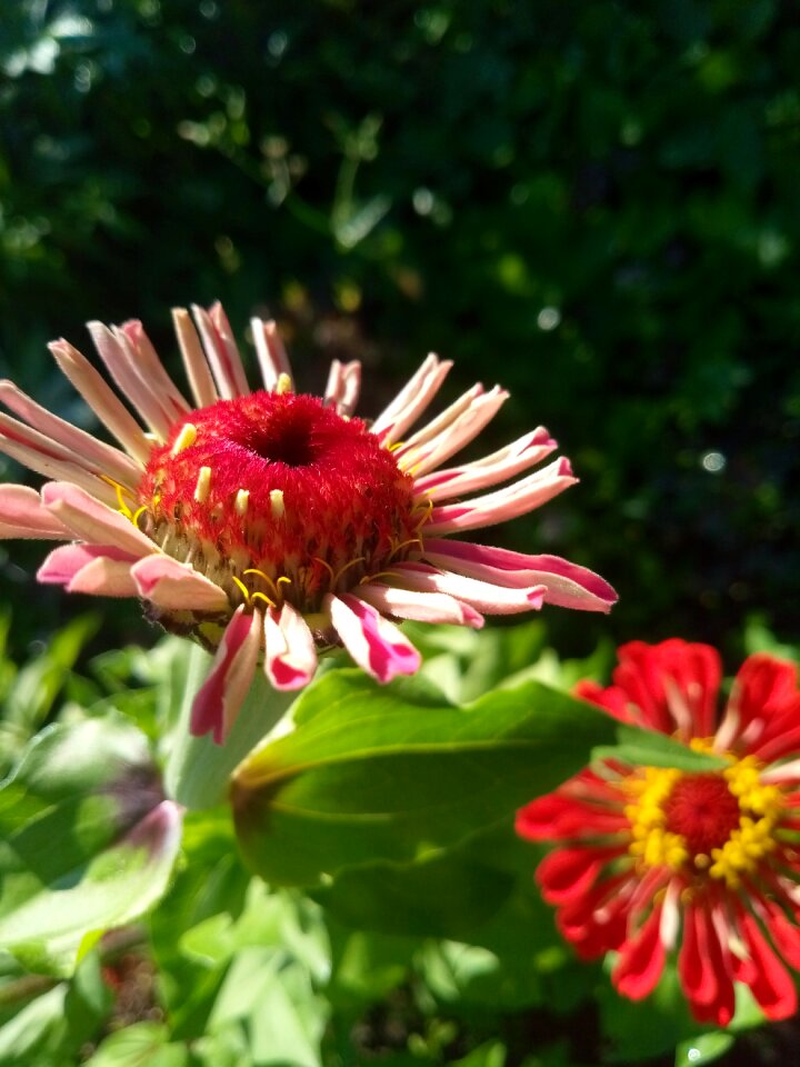 Flora pink beauty