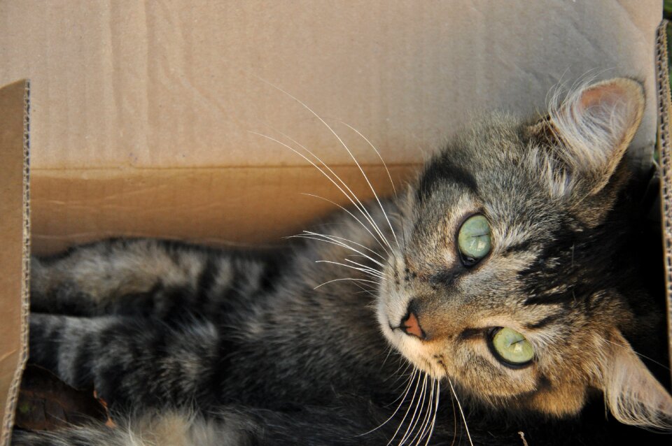 Box feline brown box