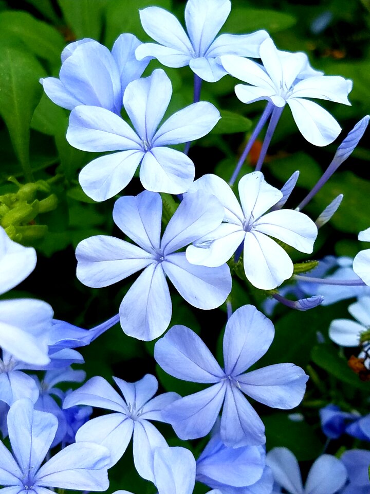 Flower petals botanical
