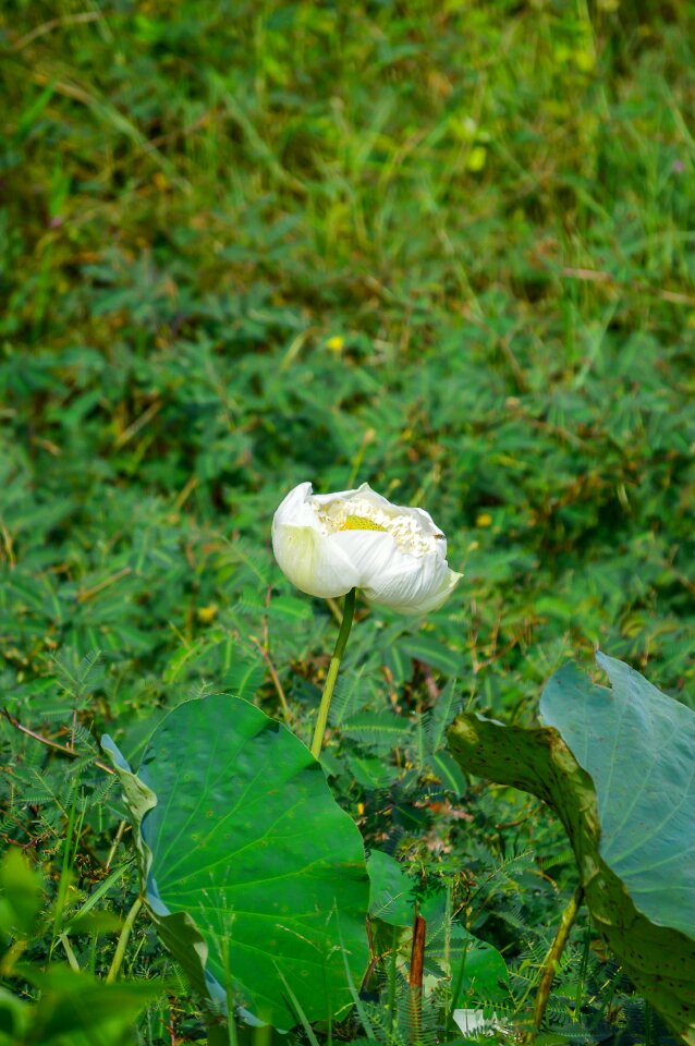 White lotus flower nature lotus photo