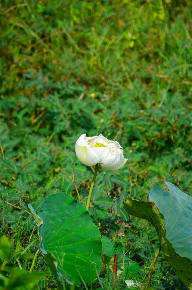 White lotus flower nature lotus