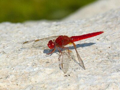 Pond winged insect sympetrum fonscolombii photo