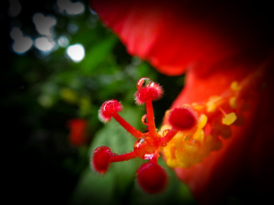 Garden monsoon fresh