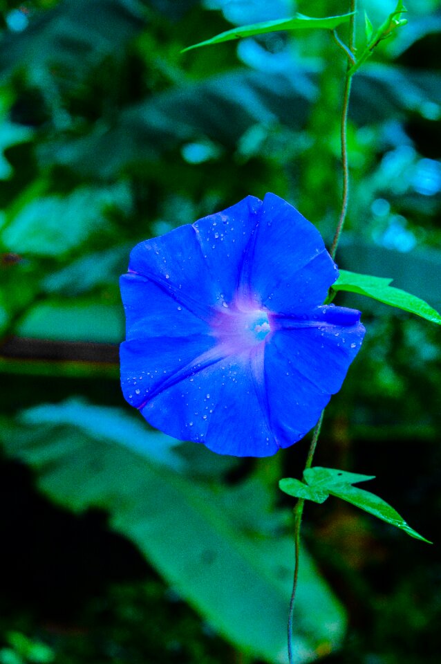 Nature natural plant