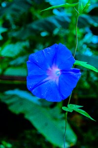 Nature natural plant