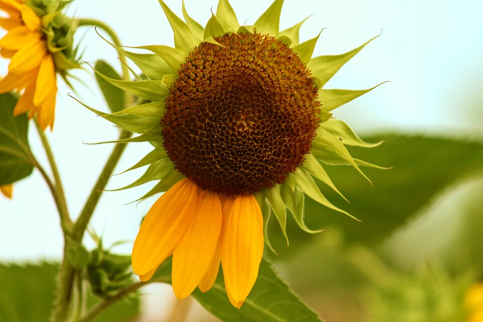 Petals failed ripe