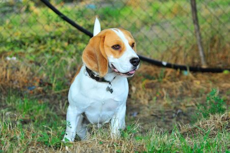 Cute animal dogs