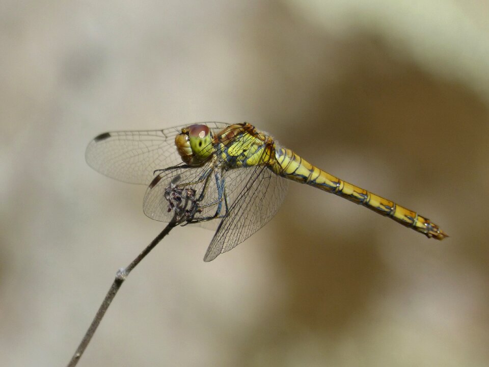 Winged insect cordulegaster boltonii branch