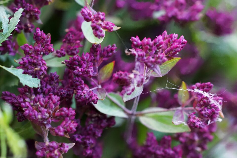Plant nature flora