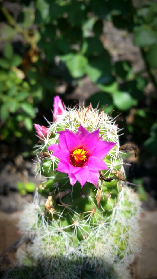 Cactus flower desert