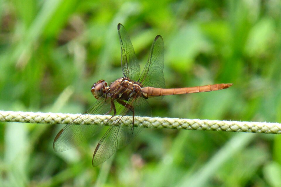 Insect nature