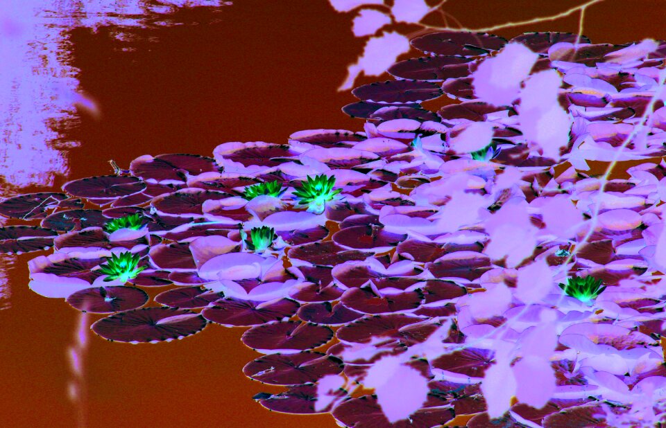 Water nature water flower