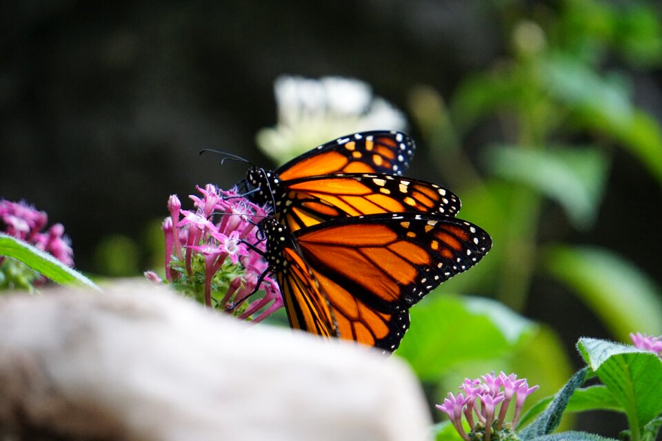 Butterfly monarch nature
