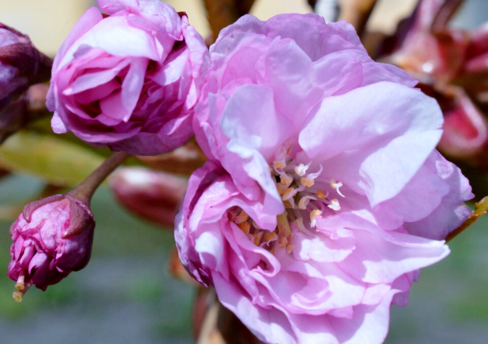 Flower sakura pink