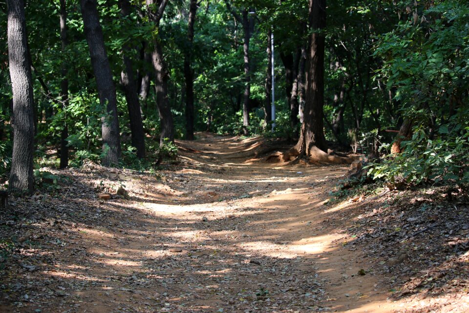 Mountain nature wood