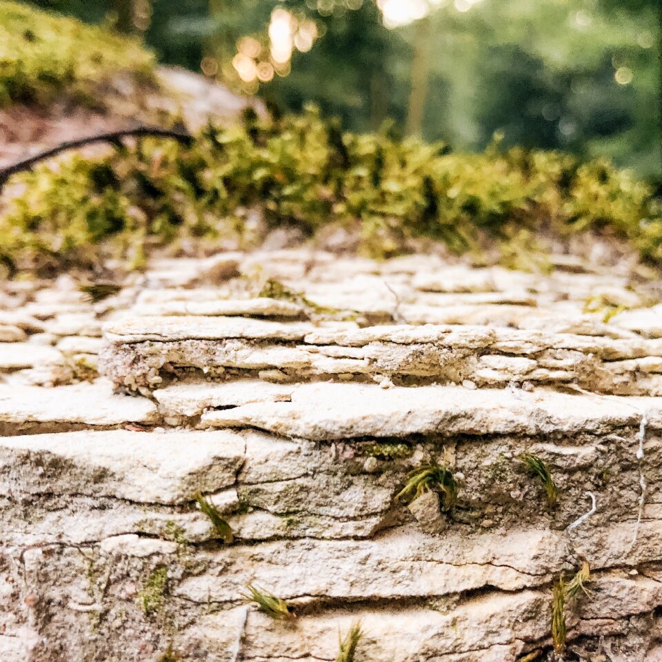 Forest landscape green