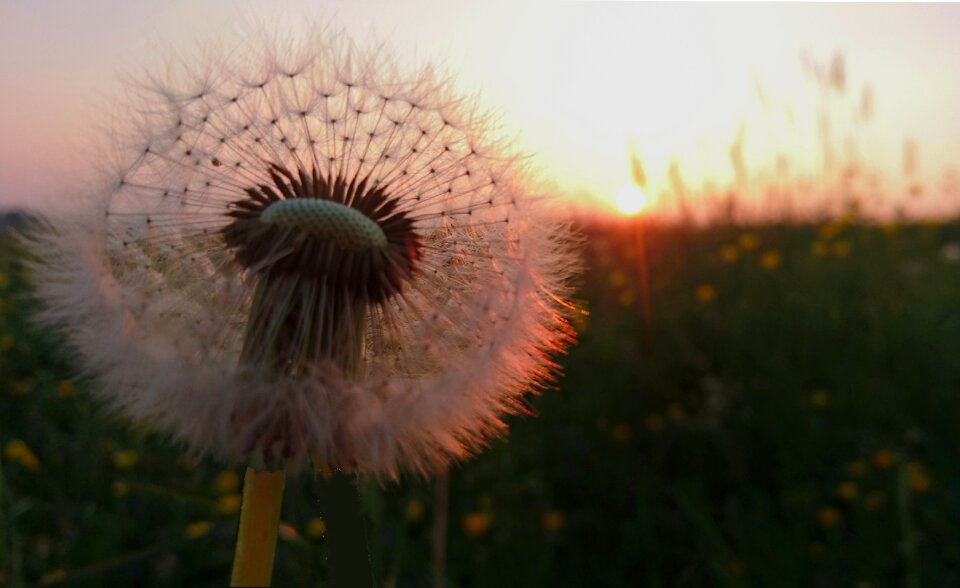 Nature close up evening