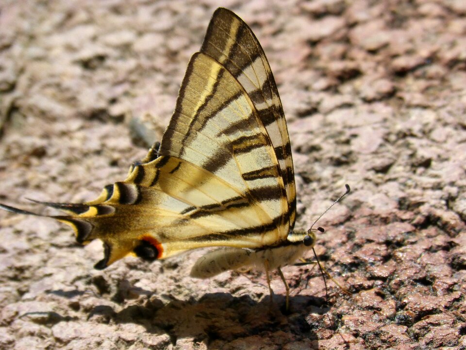 Machaon beauty papilio machaon