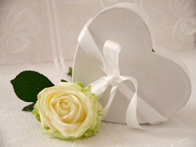 White valentine romance photo