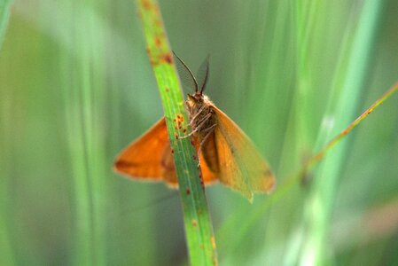 Insect grass wing
