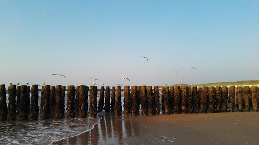 Wood pile seagull mood photo