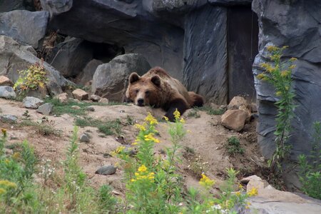 Brown bear wild animal dangerous photo