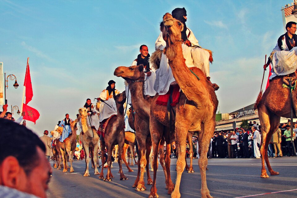 Africa camels animal