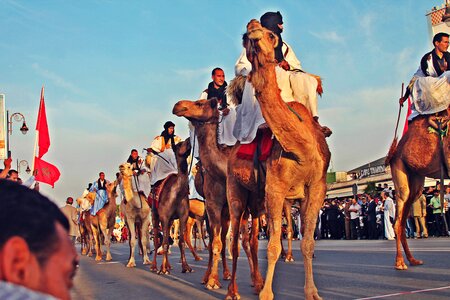 Africa camels animal photo