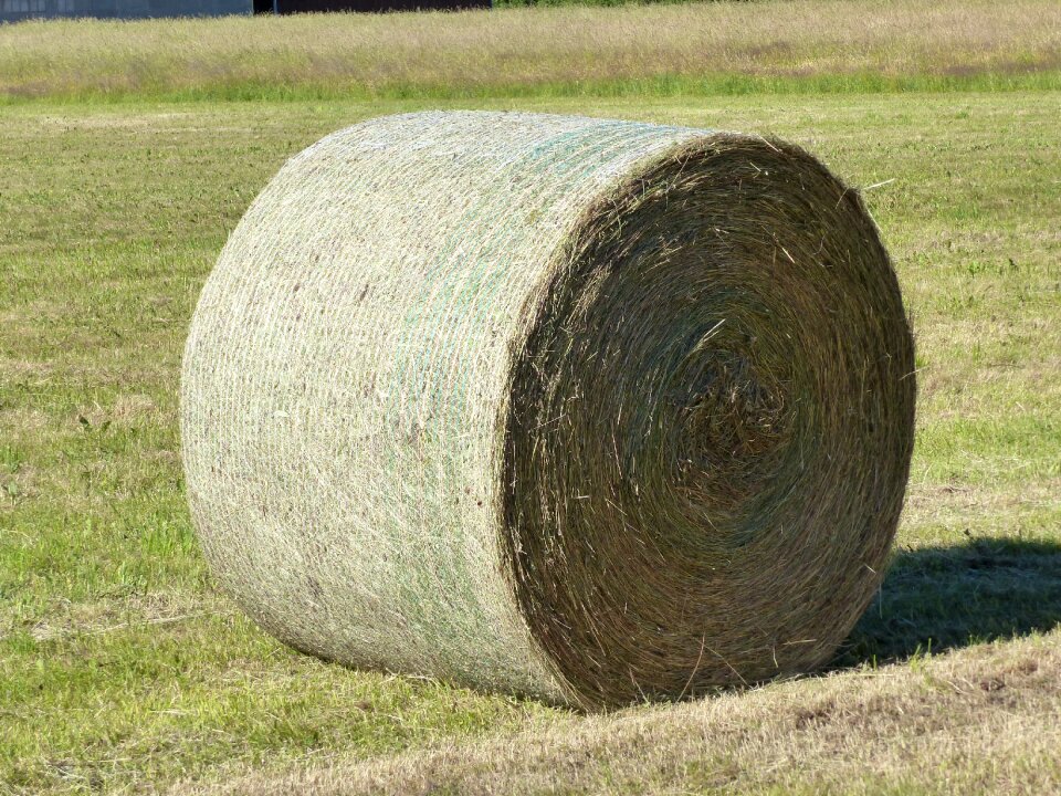 Summer feed field