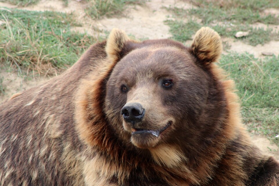 Animal world brown bear wild animal