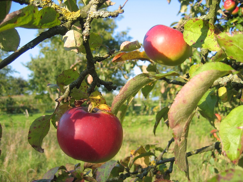 Fruit garden summer