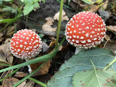 Forest red poison