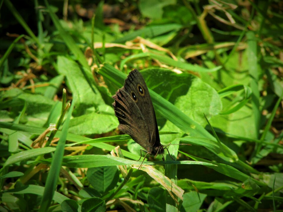 Common nature animal