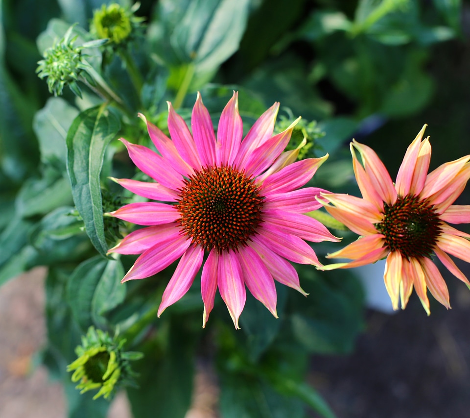 Coneflower perennial plant