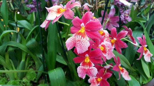 Bloom blossom nature