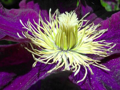 Violet petals close up